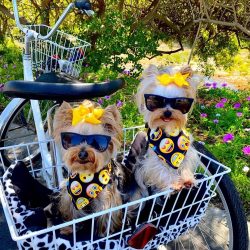 Yorkshire Terriers are blessed with great determination. Very often they do what they want, and  ...