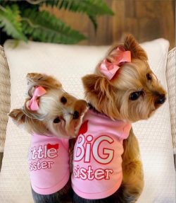  During walks, some Yorkies will enjoy chasing squirrels, birds, or cats with great pleasure.