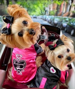 We can say about Yorkshire Terrier dogs that they are all monogamous in relation to their owner. ...