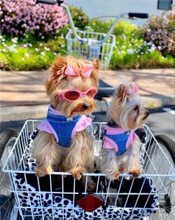 The Yorkshire Terrier has a long, smooth, silky coat that falls smoothly on both sides of the bo ...