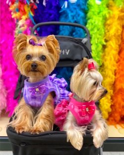  If you decide to train your dog at home, then you must remember that training should be based o ...