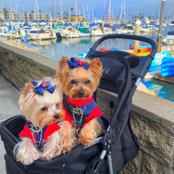 If you are not ready for independent dog training, or maybe you simply do not have enough knowle ...