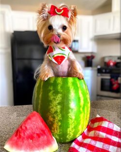 It is impossible to remain indifferent to these lovely creatures. They are created in order to p ...