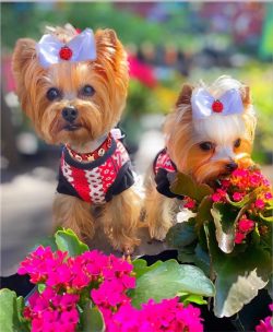 Despite their small size, unfortunately, Yorkshire terriers quite often fall prey to the most un ...