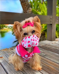 In 1984, in Germany, by crossing titled Yorkshire terriers with a good pedigree, puppies with an ...