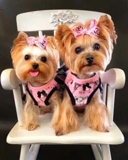 The Yorkshire Terrier is extremely curious, so quite often he finds himself in funny situations.