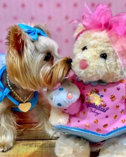 Despite their modest size, Yorkies love an active lifestyle: running, jumping, even participatin ...