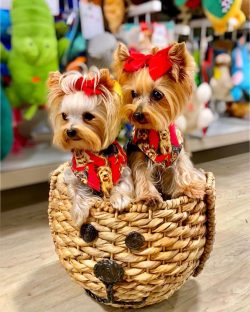 Petite and cute, they weigh less than 3 kg and most of all they love to frolic. They are very fo ...