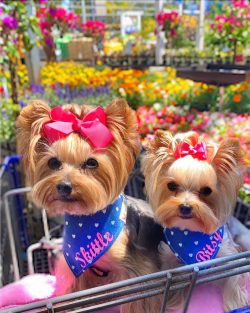 To own a healthy dog, don’t buy puppies from random dog breeders or pet stores. Look for a ...