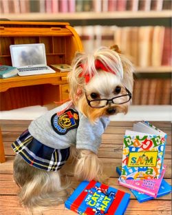 The teeth of the Yorkshire Terrier are preserved, as a rule, from infancy to old age. Be sure to ...