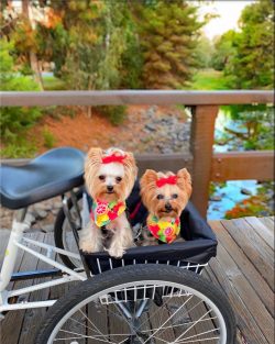Yorkshire Terriers do not estimate their actual size. Often they consider themselves large dogs, ...
