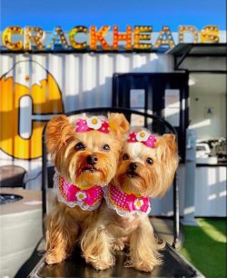 The digestive system of Yorkshire Terriers is very picky, so dogs are picky about food.