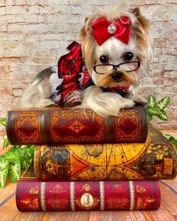 We can say about Yorkshire Terrier dogs that they are all monogamous in relation to their owner. ...