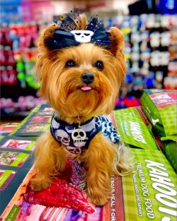It is the Yorkshire Terrier, in comparison with other dog breeds, that is the leader in combinin ...