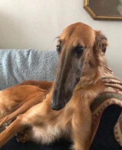 They are intelligent, calm, independent dogs. Like all hunting dogs, Russian greyhounds are pron ...
