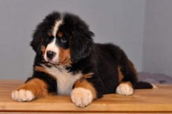 The Bernese Mountain Dog has long hair, sheds, and needs to be brushed carefully twice a week. T ...