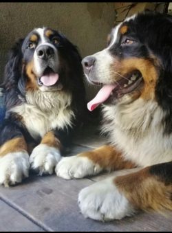 Swiss peasants quickly appreciated the stamina and good-natured nature of these large dogs, adap ...
