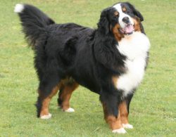 Since the breed developed for a long time in limited conditions with a small number of individua ...