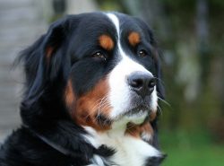 The Bernese Mountain Dog or Bernese Shepherd Dog (Berner Sennenhund, English Bernese Mountain Do ...