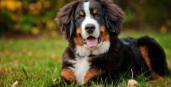 The name Sennenhund comes from the German Senne – alpine meadow and Hund – dog, as t ...