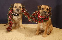 In urban areas, border terriers should always be walked on a leash so that they do not chase sma ...