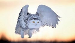 Snowy owls nest on the ground throughout the tundra zone, on many islands of the Arctic and Comm ...