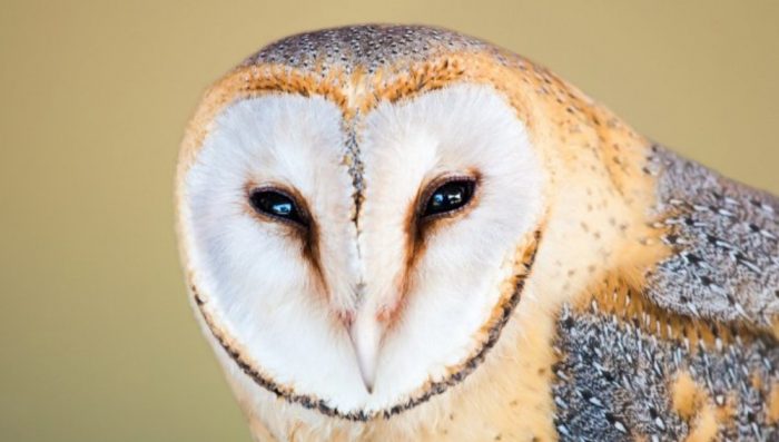 The barn owl is easy to distinguish from other owls. It does not have feathers that resemble ear ...