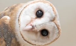 The common barn owl (Latin Tyto alba) is a bird of prey of the barn owl family. The most common  ...