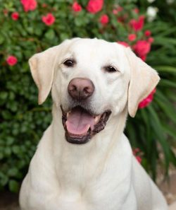 Representatives of the Labrador breed are excellent companionable dogs that can accompany owners ...