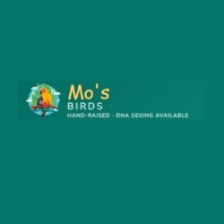 African Grey parrots for sale, hand-raised for temperament and talking ability. Healthy, sociali ...